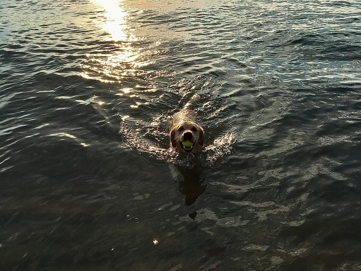 Happy Dog Swimming in a Lake