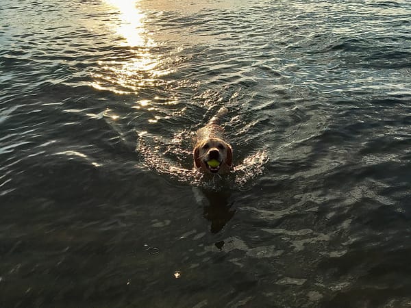 Happy Dog Swimming in a Lake